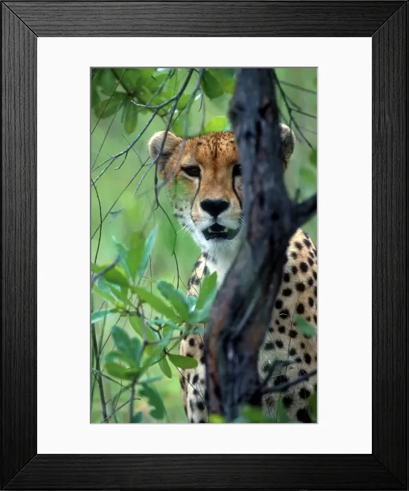 Framed Print : Cheetah portrait. MalaMala Game Reserve Framed Print : Cheetah portrait. MalaMala Game Reserve
