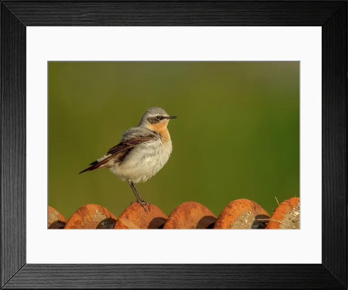 Framed Print : UK, Norfolk, (Northern) Wheatear (Oenanthe oenanthe) Male with ruffled plumage sitting on farm tractor plough Framed Print : UK, Norfolk, (Northern) Wheatear (Oenanthe oenanthe) Male with ruffled plumage sitting on farm tractor plough