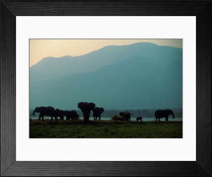 Framed Print : Elephant herd on Bank of Zambezi River
