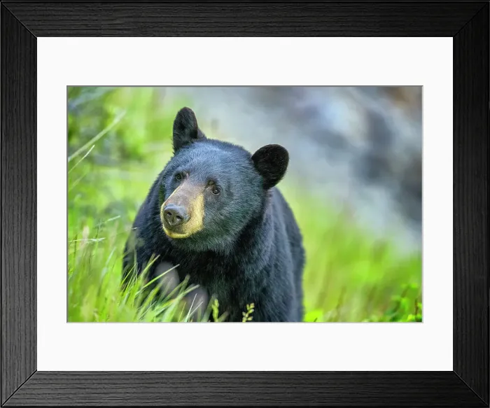 Framed Print : Black Bear in Jasper National Park, Canada Framed Print : Black Bear in Jasper National Park, Canada