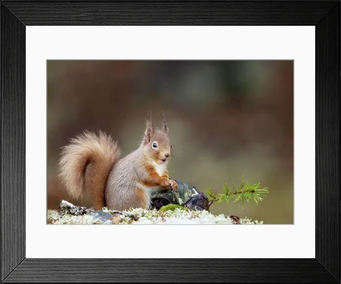 Framed Print : Red squirrel (Sciurus vulgaris) feeding in snow Framed Print : Red squirrel (Sciurus vulgaris) feeding in snow
