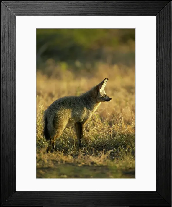 Framed Print : Bat-Eared Fox (Otocyon meaglotis) in veld in early morning Framed Print : Bat-Eared Fox (Otocyon meaglotis) in veld in early morning
