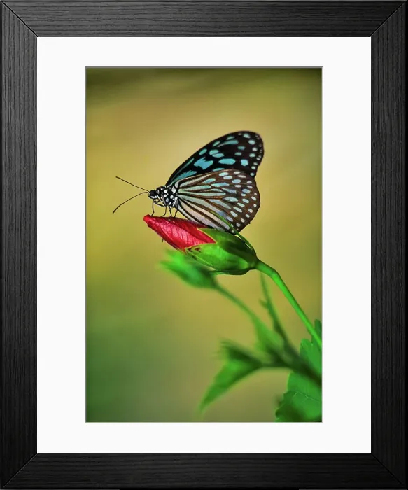 Framed Print : Canada, British Columbia, Vancouver Island Framed Print : Canada, British Columbia, Vancouver Island