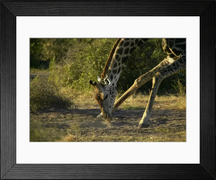 Framed Print : Giraffe (Giraffa camelopardis) licking the ground for minerals Framed Print : Giraffe (Giraffa camelopardis) licking the ground for minerals