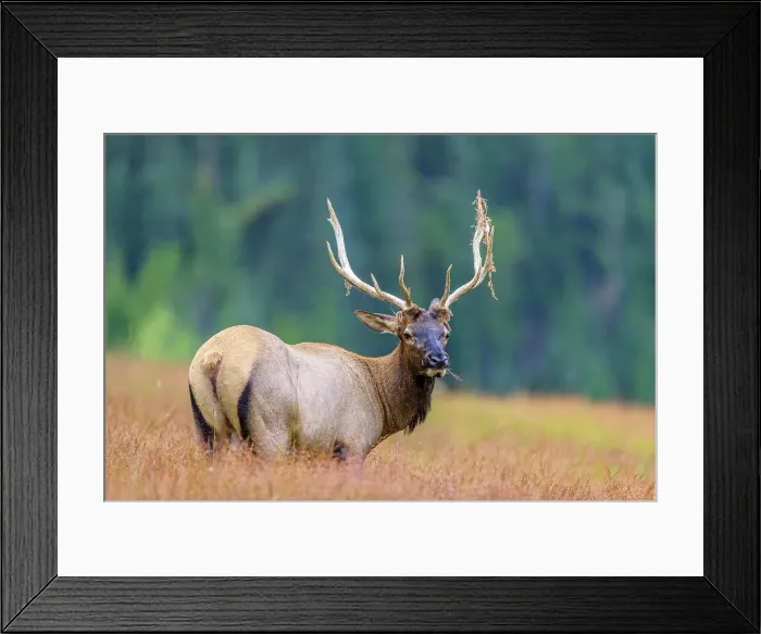 Framed Print : Bull Elk, Jasper National Park, Canada Framed Print : Bull Elk, Jasper National Park, Canada