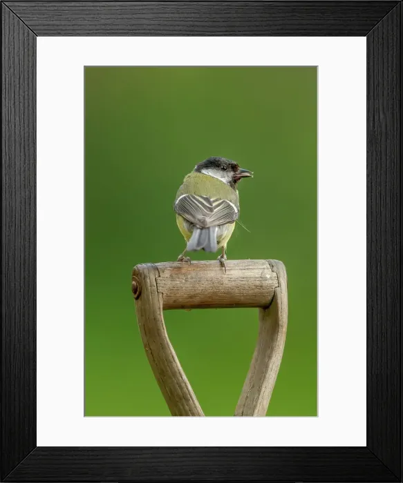 Framed Print : UK, Norfolk, Great Tit (Parus major) garden fork handle Framed Print : UK, Norfolk, Great Tit (Parus major) garden fork handle