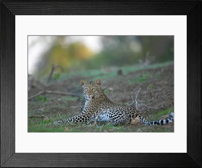 Framed Print : Leopard (Panthera pardus) in veld Framed Print : Leopard (Panthera pardus) in veld