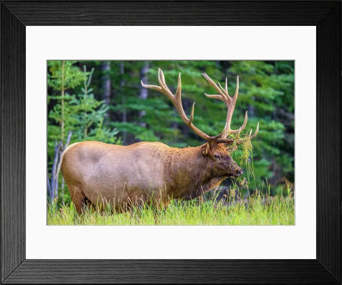Framed Print : Bull Elk, Jasper National Park, Canada Framed Print : Bull Elk, Jasper National Park, Canada