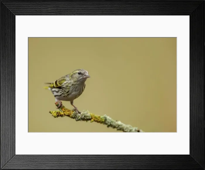 Framed Print : United Kingdom, Dumfries, (Eurasian) Siskin (Carduelis spinus) perching on twig Framed Print : United Kingdom, Dumfries, (Eurasian) Siskin (Carduelis spinus) perching on twig