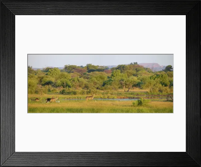 Framed Print : Waterbuck (Kobus ellipisiprymnus) herd and Cattle Egrets (Bubulcus ibis) in wetland Framed Print : Waterbuck (Kobus ellipisiprymnus) herd and Cattle Egrets (Bubulcus ibis) in wetland