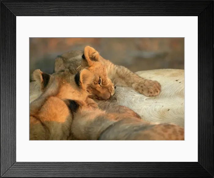 Framed Print : Lion (Panthera leo) cubs suckling