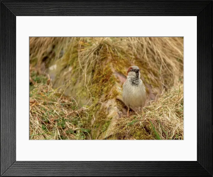 Framed Print : Hunted Kingdom, Scotland, Dumfries Framed Print : Hunted Kingdom, Scotland, Dumfries
