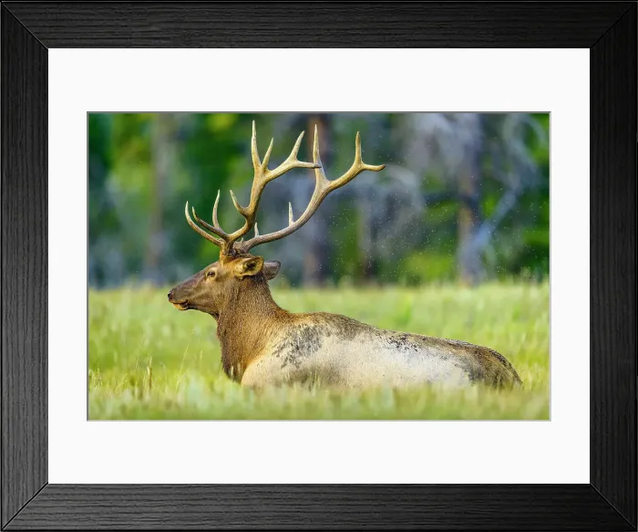 Framed Print : Bull Elk, Jasper National Park, Canada Framed Print : Bull Elk, Jasper National Park, Canada