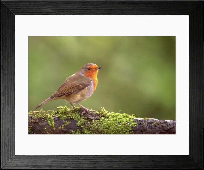 Framed Print : European Robin (Erithacus rubecula) perching on a moss covered branch