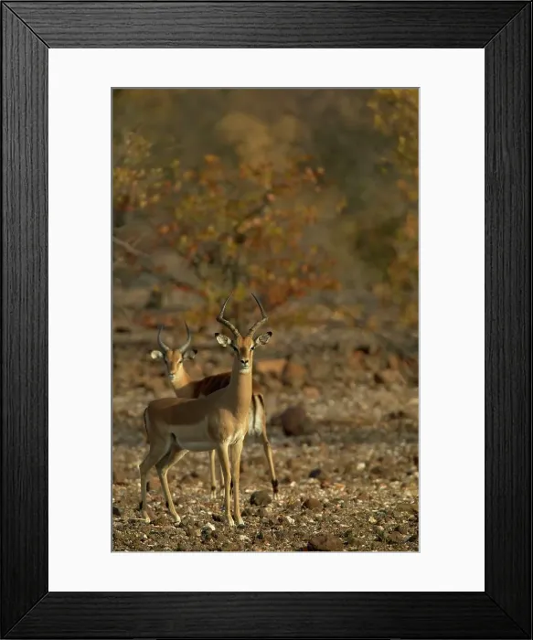 Framed Print : Impala (Aepyceros melampus melampus) in mopane veld Framed Print : Impala (Aepyceros melampus melampus) in mopane veld