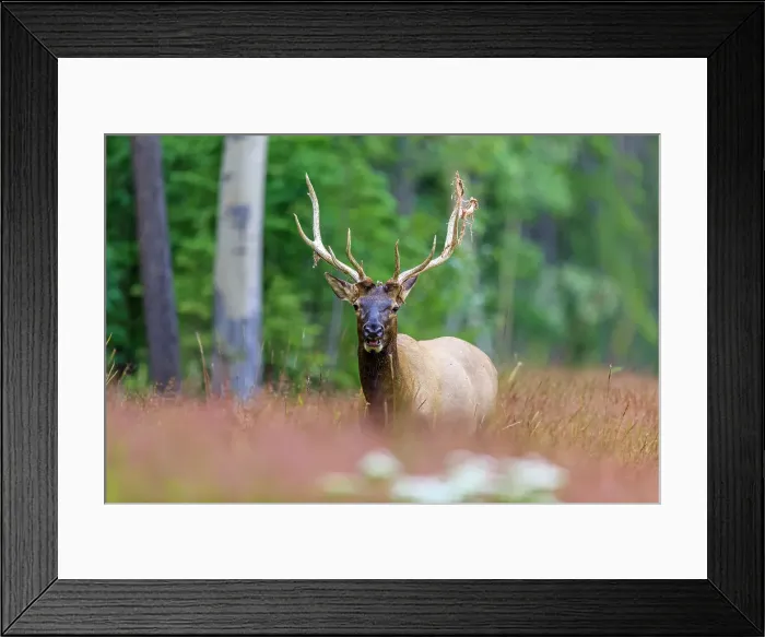 Framed Print : Bull Elk, Jasper National Park, Canada Framed Print : Bull Elk, Jasper National Park, Canada