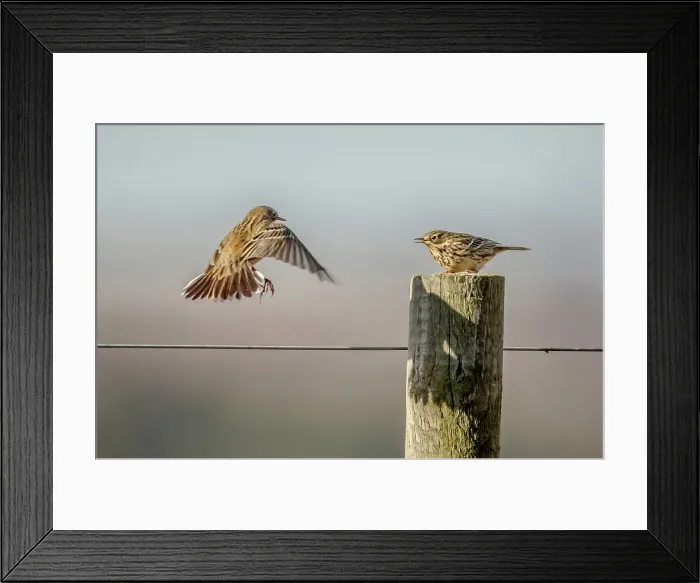 Framed Print : United Kingdom, Norfolk, Meadow Pipit (Anthus pratensis) fighting for ownership of perch Framed Print : United Kingdom, Norfolk, Meadow Pipit (Anthus pratensis) fighting for ownership of perch
