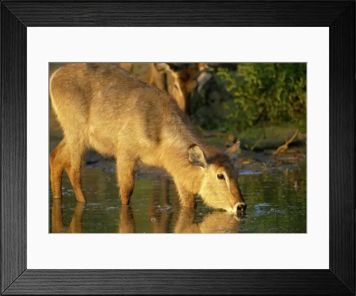 Framed Print : Waterbuck (Kobus ellipisiprymnus) drinking Framed Print : Waterbuck (Kobus ellipisiprymnus) drinking