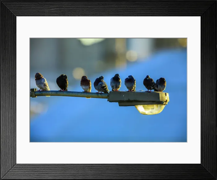 Framed Print : Pigeons on lamp post