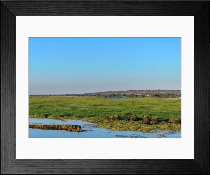 Framed Print : African bush elephant or African savanna elephant (Loxodonta africana) feeding in wetlands Framed Print : African bush elephant or African savanna elephant (Loxodonta africana) feeding in wetlands