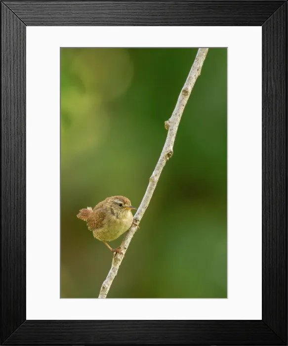 Framed Print : UK, Norfolk, Wren (Troglodytodes troglodytodes) on perch Framed Print : UK, Norfolk, Wren (Troglodytodes troglodytodes) on perch