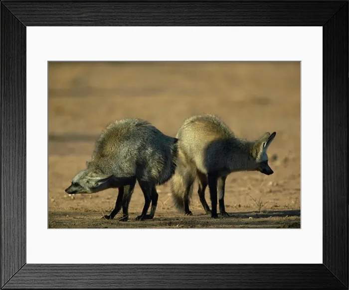 Framed Print : Bat-Eared Fox (Otocyon meaglotis) in veld Framed Print : Bat-Eared Fox (Otocyon meaglotis) in veld