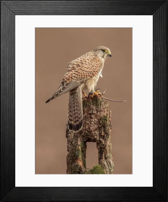 Framed Print : United Kingdom, Worcestershire Framed Print : United Kingdom, Worcestershire