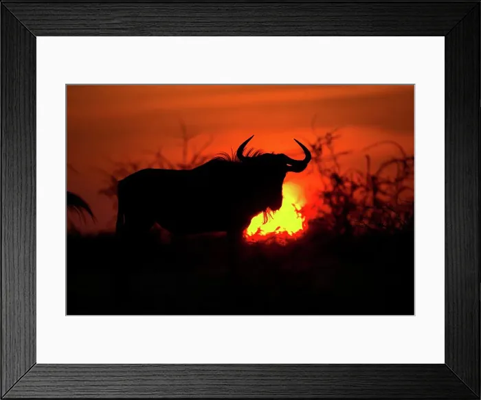 Framed Print : Blue Wildebeest (Connochaetes gnou) at sunset
