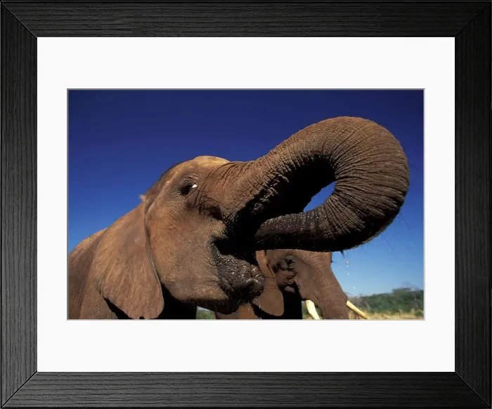 Framed Print : Elephant. (Loxodonta africana) Drinking Elephant Camp Framed Print : Elephant. (Loxodonta africana) Drinking Elephant Camp