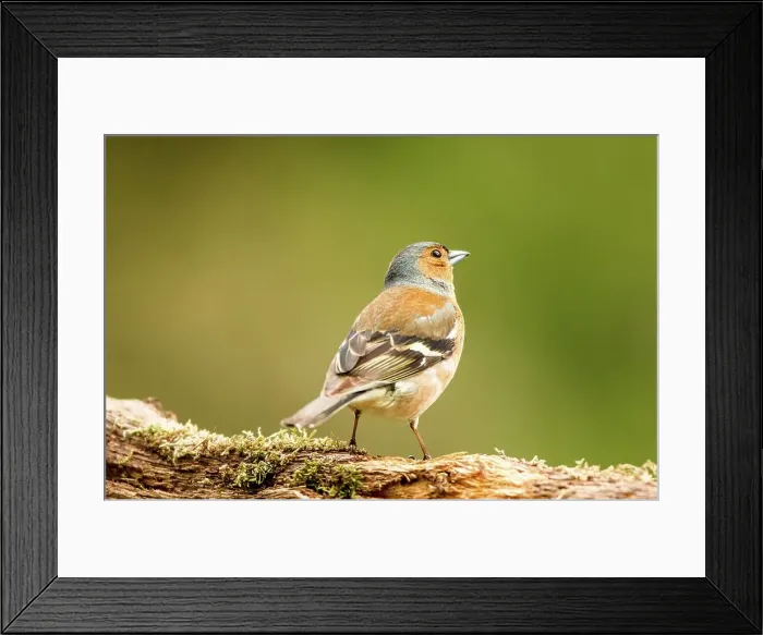 Framed Print : UK, Norfolk, Chaffinch Male (Fringilla coelebs) wood location Isolated background Framed Print : UK, Norfolk, Chaffinch Male (Fringilla coelebs) wood location Isolated background