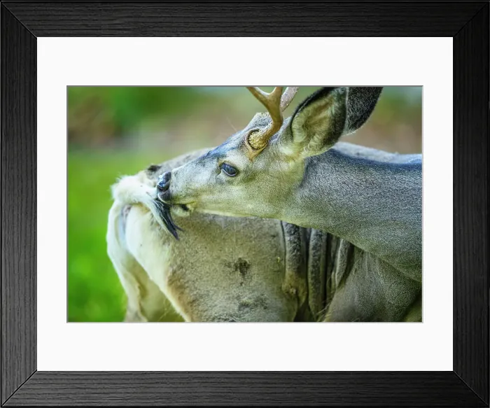 Framed Print : Blacktailed deer doe in Waterton National Park