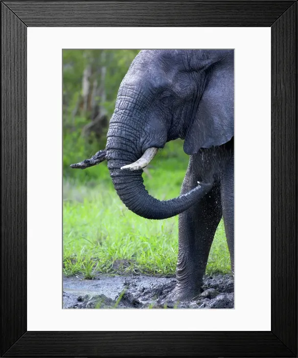 Framed Print : Elephant (Loxodonta africana) spraying itself with mud Framed Print : Elephant (Loxodonta africana) spraying itself with mud