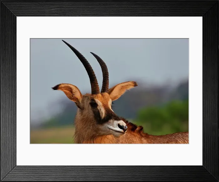Framed Print : Roan Antelope (Hippotragus equinus) Framed Print : Roan Antelope (Hippotragus equinus)
