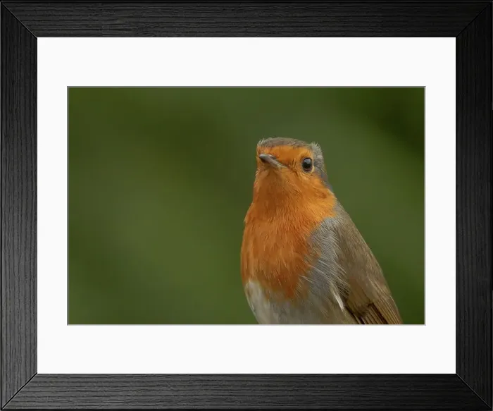 Framed Print : Close-up of European Robin (Erithacus rubecula) Framed Print : Close-up of European Robin (Erithacus rubecula)