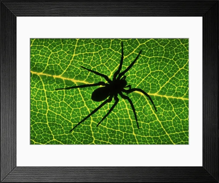 Framed Print : Canada, British Columbia, Vancouver Island Framed Print : Canada, British Columbia, Vancouver Island