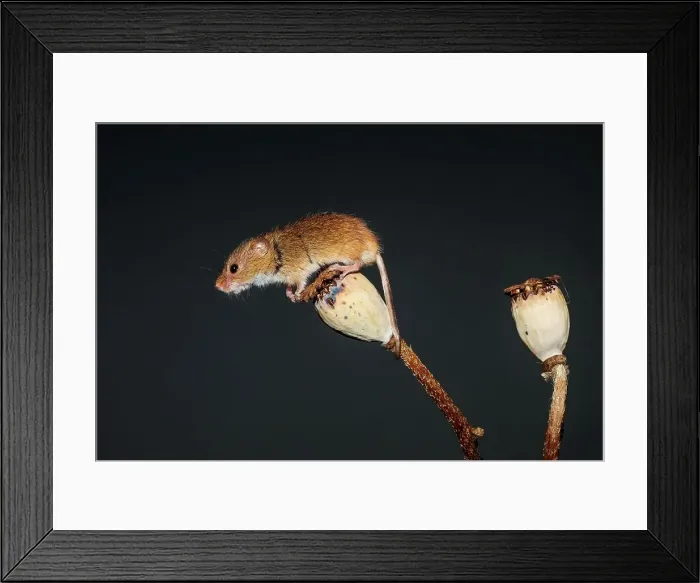 Framed Print : Eurasian harvest mouse (Micromys minutus) on Poppy seed head