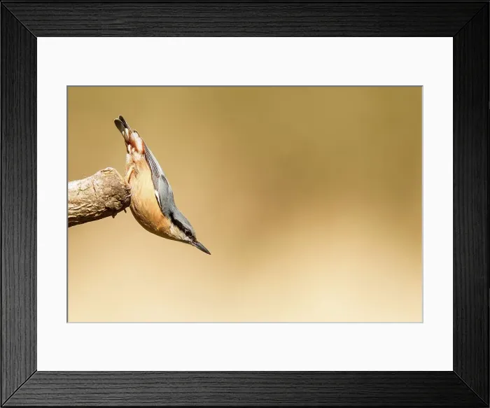 Framed Print : United Kingdom, Norfolk, Nuthatch (Sittidae) angled perching position Framed Print : United Kingdom, Norfolk, Nuthatch (Sittidae) angled perching position