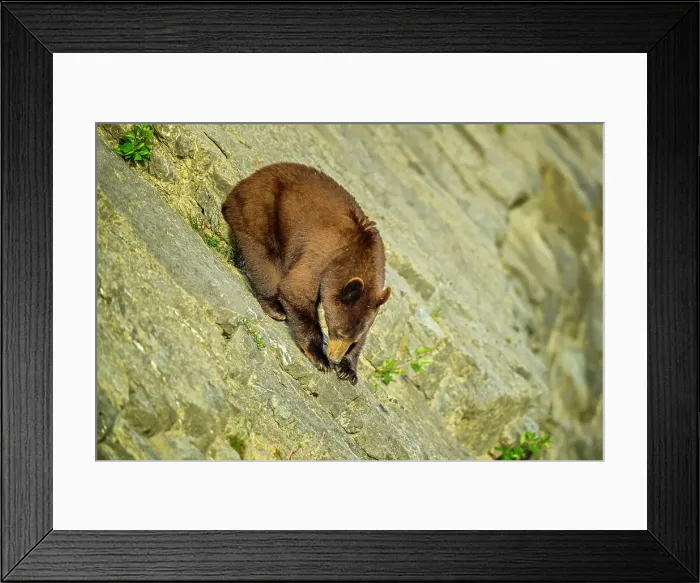 Framed Print : Black Bear in Jasper National Park, Canada Framed Print : Black Bear in Jasper National Park, Canada