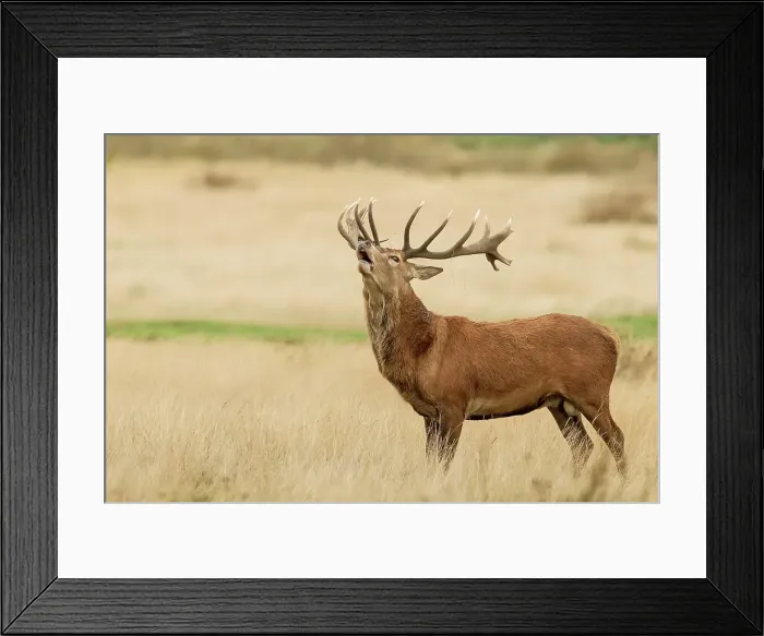 Framed Print : Male Red deer (Cervus elaphus) roaring in long grass Framed Print : Male Red deer (Cervus elaphus) roaring in long grass