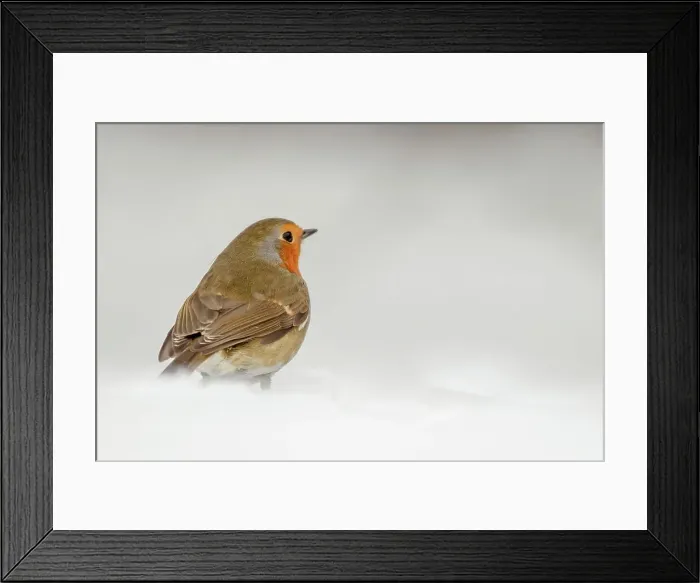 Framed Print : European Robin (Erithacus rubecula) in snow