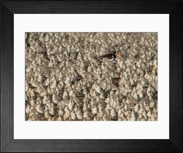 Framed Print : Eurasian Oystercatcher (Haematopus ostralegus) amongst Knot high tide gathering