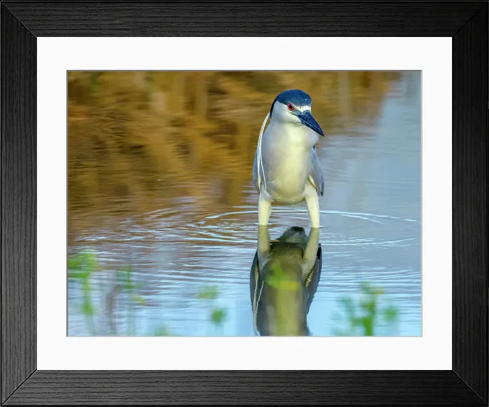 Framed Print : Black-Crowned Night Heron on Maui Hawaii