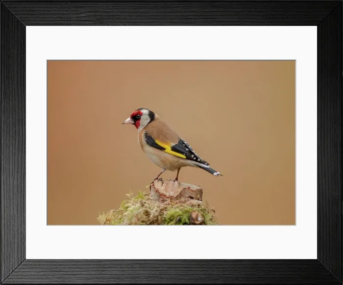 Framed Print : United Kingdom, Scotland, Dumfries