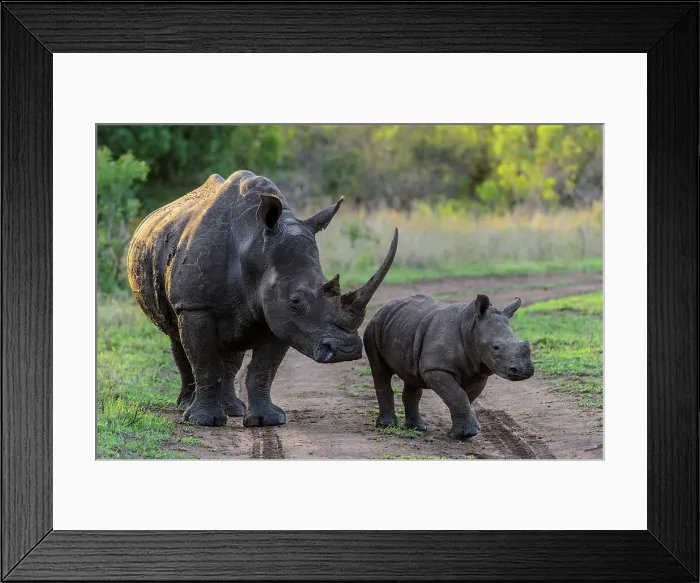 Framed Print : White rhinoceros (rhino) or square-lipped rhinoceros (Ceratotherium simum)