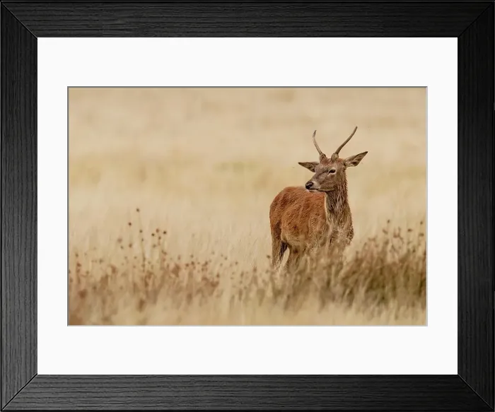 Framed Print : Male young Red deer (Cervus elaphus) in long grass Framed Print : Male young Red deer (Cervus elaphus) in long grass