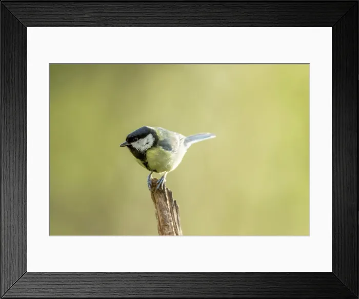Framed Print : UK, Norfolk, Great Tit (Parus major) on branch Framed Print : UK, Norfolk, Great Tit (Parus major) on branch