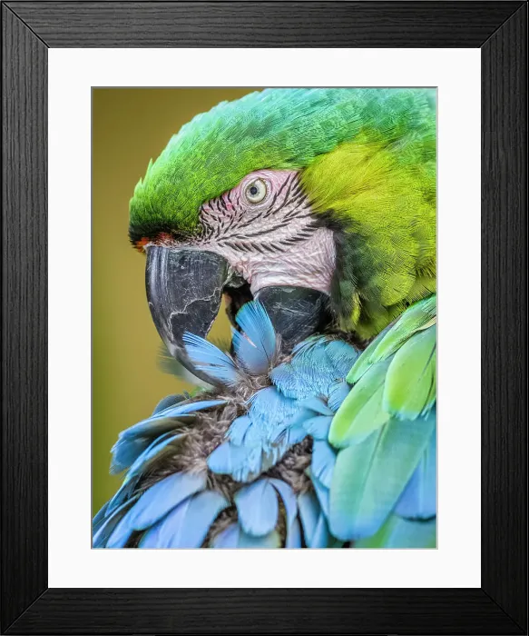 Framed Print : Parrot on Kauai Framed Print : Parrot on Kauai