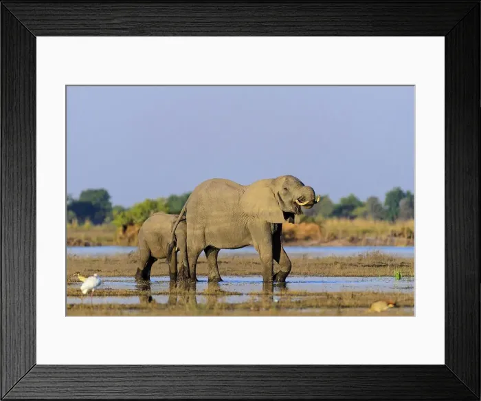 Framed Print : African bush elephant or African savanna elephant (Loxodonta africana) drinking