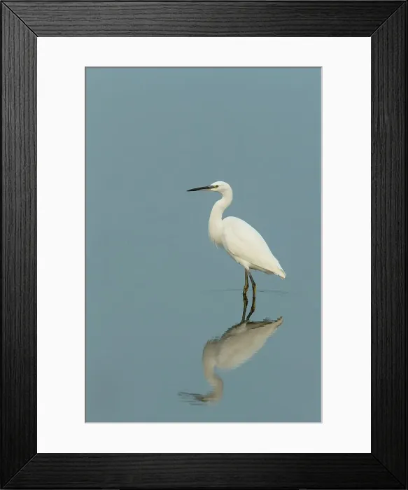 Framed Print : Little Egret (Egretta garzetta) in a lake Framed Print : Little Egret (Egretta garzetta) in a lake