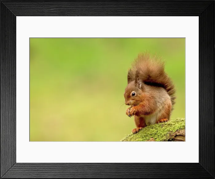 Framed Print : Red squirrel (Sciurus vulgaris) on tree stump Framed Print : Red squirrel (Sciurus vulgaris) on tree stump